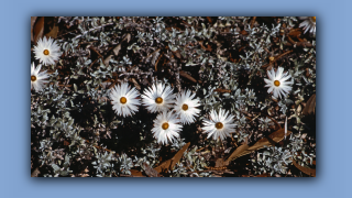 1993_WA_D05-16-14_Schoene Strohblume (Helipterum splendidum).jpg
